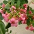 ESCALLONIA COCCINEA W-min