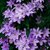 CLEMATITE