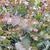 EUCALYPTUS CINEREA-min