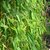 FARGESIA GRAET WALL W-min