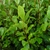 GRISELINA LITTORALIS W-min