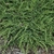 JUNIPERUS GREEN CARPET W-min