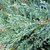 JUNIPERUS BLUE CARPET W-min