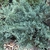 JUNIPERUS GREY OWL W-min
