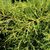 JUNIPERUS OLD GOLD W-min