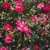 CAMELIA