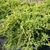 JUNIPERUS PFITZERIANA AUREA W-min
