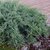 JUNIPERUS PFITZERIANA GLAUCA W-min