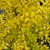 LIGUSTRUM LEMON LIME (2)-min
