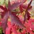 LIQUIDAMBAR WORPLESDON W 2-min