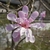 MAGNOLIA LEONARD MESSEL WF-min