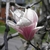 MAGNOLIA SOULANGEANA WF 2-min