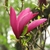 MAGNOLIA SUSAN WF 2-min