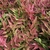 NANDINA GULFSTREAM W-min