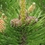 PINUS MUGO MUGHUS WF-min