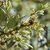 QUERCUS SUBER WF 3-min