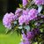 RHODODENDRON
