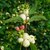 SYMPHORICARPOS WHITE HEDGE WF 2-min