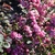 SYMPHORICARPOS MAGIC BERRY W-min