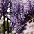 GLYCINE