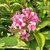 WEIGELIA STELZNERI (2)-min