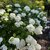 HYDRANGEA INCREDIBALL WF (Copier)-min