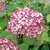 HYDRANGEA SWEET ANNABELLE 2 W (Copier)-min