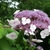 HYDRANGA ASP SARGENTIANA WF (Copier)-min