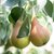 FRUITIER FORME