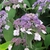 HYDRANGEA ASP VILLOSA WF (Copier)-min