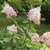 HYDRANGEA PAN CANDLELIGHT 2 WF (Copier)-min