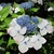 HYDRANGEA SERRATA BLUE BIRD W 2 (Copier)-min