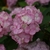 HYDRANGEA SERRATA PREZIOSA W 2 (Copier)-min