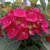 HYDRANGEA MACRO AMOUR TOUJOURS W-min