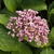HYDRANGEA MACRO AYESHA 2 WF-min