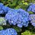 HYDRANGEA MACRO BELA W-min
