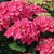 HYDRANGEA MACRO LEUCHFEUER 2 W-min