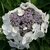 HYDRANGEA MACRO LIBELLE 3 W-min
