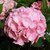 HYDRANGEA MACRO PINK SENSATION W-min