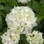 HYDRANGEA MACRO SOEUR THERESE 3 W-min