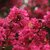LAGERSTROEMIA