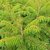 RHUS DISSECTA (2)-min