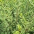 LIGUSTRUM ARGENTEUM (2)-min