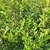 LIGUSTRUM OVALIFOLIUM-min