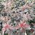 PHYSOCARPUS DIABOLO (2)-min