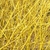 CORNUS FLAVIRAMEA (3)-min