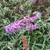 BUDDLEJA NANHO BLUE (2)-min