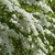 SPIRAEA GREFSHEIM 2 W-min