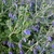 TEUCRIUM FRUTICANS W-min
