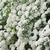 SPIRAEA VANHOUTTEI 2 W-min